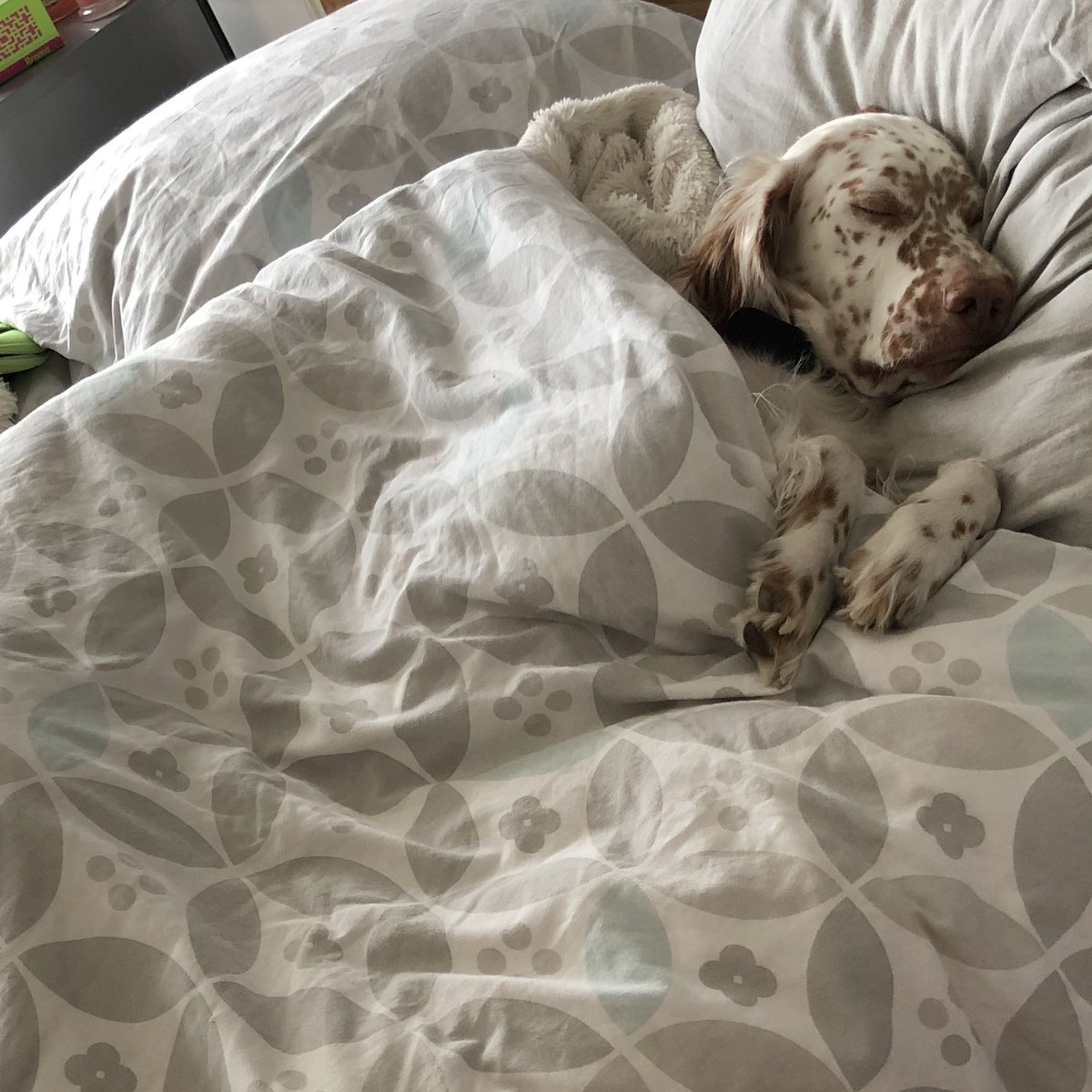 jyunhobi's tweet photo. mon chien il squatte h24 mon lit, et du coup comme ça me soule pour rire jlui ai mit la tête sur l’oreiller et la couette, c’est pas il s’est ENDORMI bref . i can’t https://t.co/8nULzWLhQB