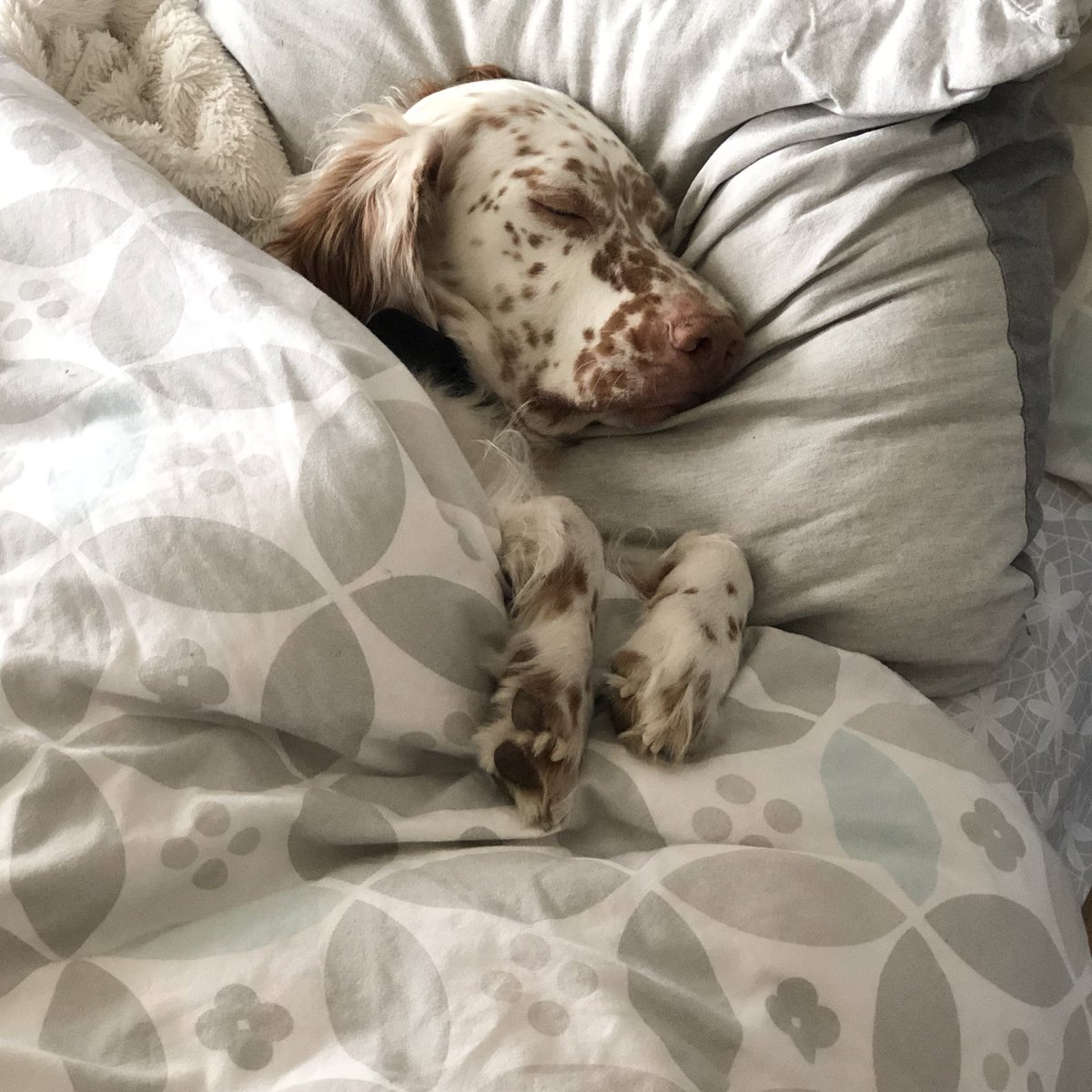 jyunhobi's tweet photo. mon chien il squatte h24 mon lit, et du coup comme ça me soule pour rire jlui ai mit la tête sur l’oreiller et la couette, c’est pas il s’est ENDORMI bref . i can’t https://t.co/8nULzWLhQB