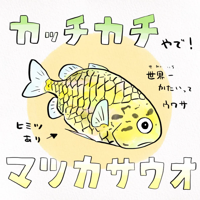 包丁が折れるさかな界最強のディフェンス力 #マツカサウオ 