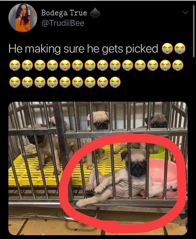 OnTheMerch's tweet photo. ๐๐๐
#memesdaily #memes #funny #funnymemes #dog #funnydog #doggo #puppy #animalshelter #pug #pugpup #pose #fabulous #hilarious #cute #cuteness https://t.co/jOAgNdSb0k