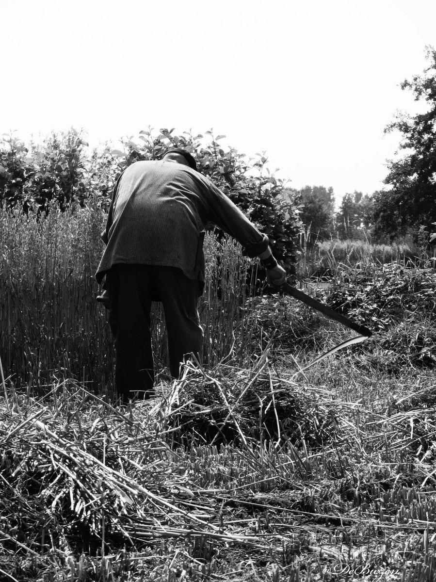 DeBiezen_76's tweet photo. Vandaag is het weer #oogstdag in het #Boerenbondsmuseum in #Gemert er word geoogst met handkracht en paardenkracht https://t.co/RvLIKnMbLC https://t.co/2fSgD5lPb3