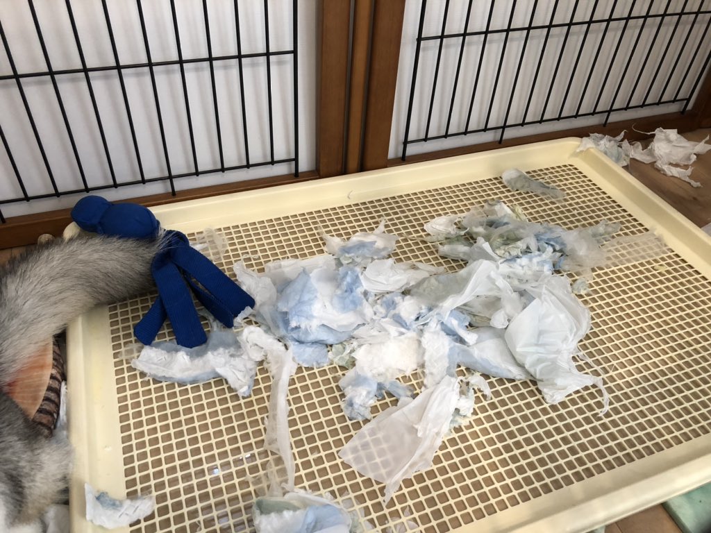SAPPHIRE_HUSKY's tweet photo. ちゃんと留守番してましたぜ！
親分！！！

と言わんばかりにドヤ顔で飼い主を迎えるイッヌ https://t.co/jeCre6bZGU