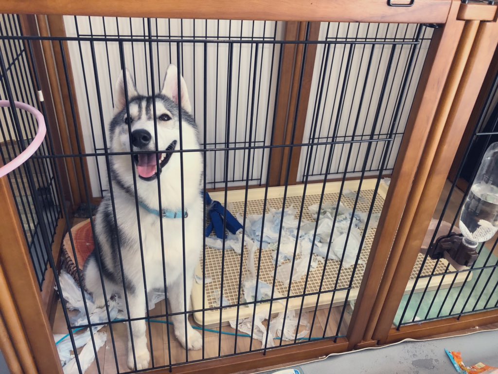 SAPPHIRE_HUSKY's tweet photo. ちゃんと留守番してましたぜ！
親分！！！

と言わんばかりにドヤ顔で飼い主を迎えるイッヌ https://t.co/jeCre6bZGU