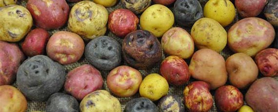 Field research embarrassment story: The Canary Islands was a stop-off for Spanish ships returning from the Americas.So it is still home to some ancient Incan(?), and v weird-looking, potato varieties.Being a geek, I had to go learn about them...( http://grancanaria.com )