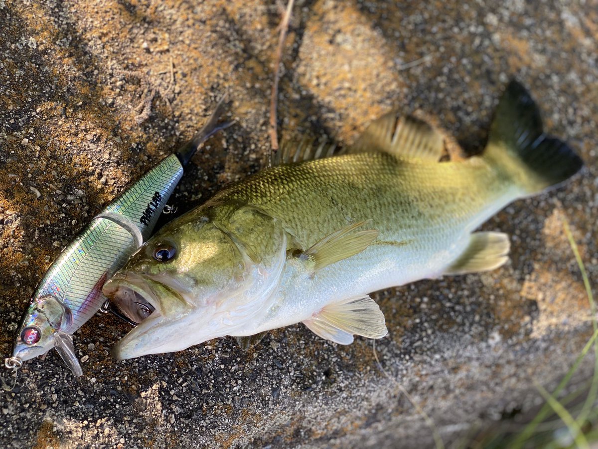 hrt_fishing's tweet photo. 🎣
体当たりバイト💥
・
#bass #bassfishing #バス #バス釣り #バスフィッシング #琵琶湖 #studiocomposite #スタジオコンポジット #スタコン #twinhook #ツインフック #twinhooksystem #ツインフックシステム #twindm #individual_development #phatlab #phatlabcontest #nekosogixxx #ネコソギxxx https://t.co/OAUbPRSmuQ