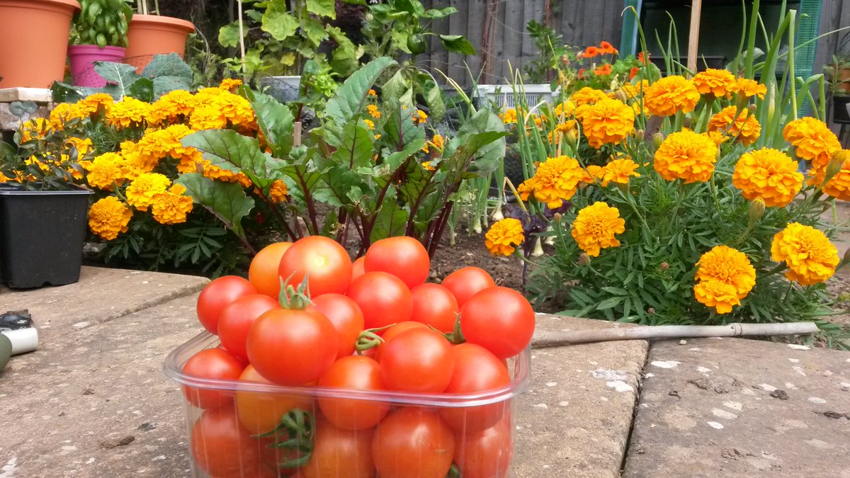 Morning everyone!!
If you're bored and like a bit of gardening but find most gardening shows a bit twee, then try the SLUGS series. I hacked up a patio in March and decided to grow some stuff. Pre-warning some of the soundtracks may be a bit head-achey.
youtube.com/channel/UCTVtZ…