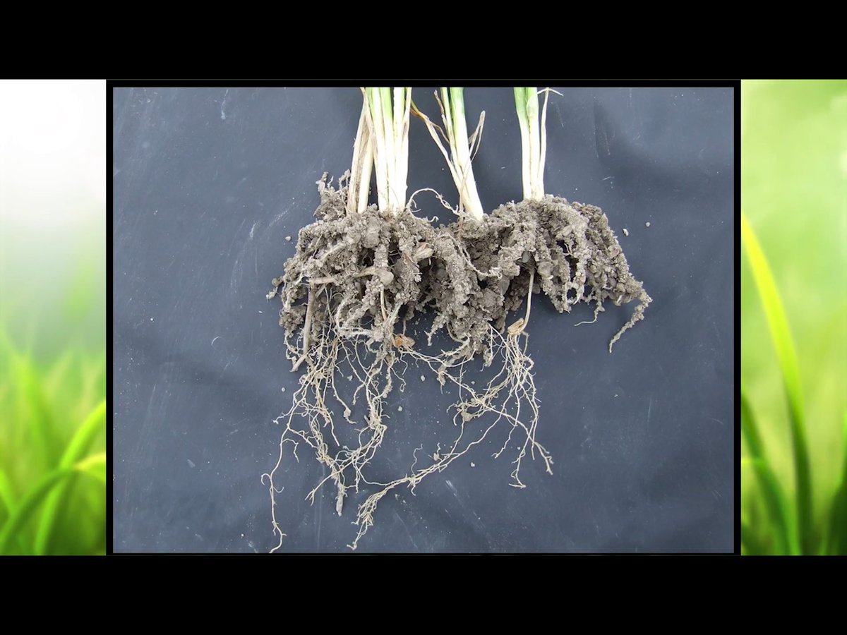 Biological/organic N applied above the seed, inorganic N placed below the seed. Fritz Haber has a lot to answer for.