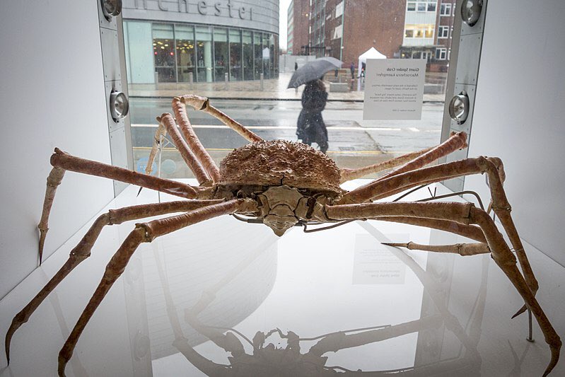Manchester Museum The Giant Japanese Spider Crab Macrocheira Kaempferi Is The Largest Living Arthropod In The World In Japan This Crab Is Known As Taka Ashi Gani Which Means Tall Legged Crab The
