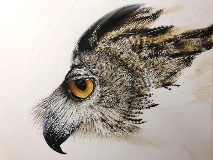 ミミズクの色鉛筆画作成中～(・∀・)
羽根楽しい?✏️ 