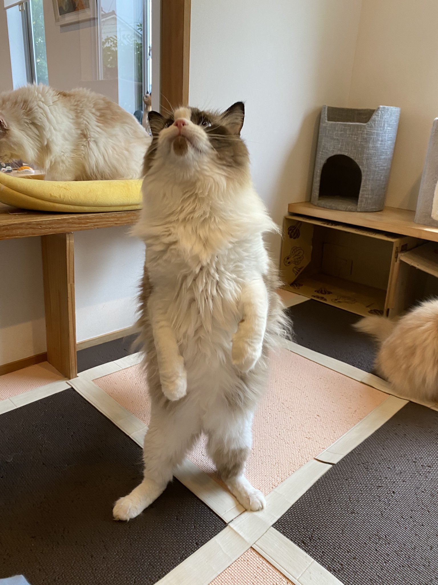 ねこぐるま 猫のいるカフェ 2本足で立つ猫たち ねこぐるま 猫カフェ 猫のいるカフェ 愛知カフェ 蟹江 マンチカン アメリカンショートヘア ラグドール スコティッシュフォールド 猫好きさんと繋がりたい テイクアウト T Co 4vew0vpzvi