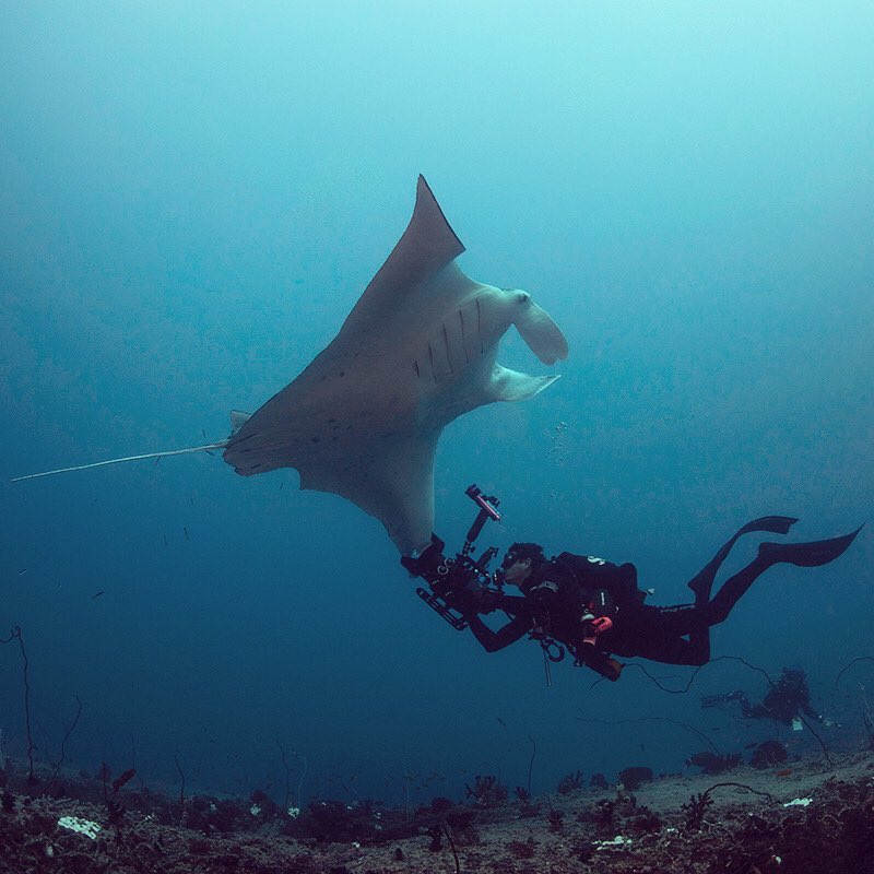 QueenofMantas's tweet photo. The mantas are back and the Bazaruto Archipelago National Parker is officially open again! I could not be more excited!! Can’t wait to get back to work!!! Wheeeeeee! https://t.co/abmZ4YkKvV