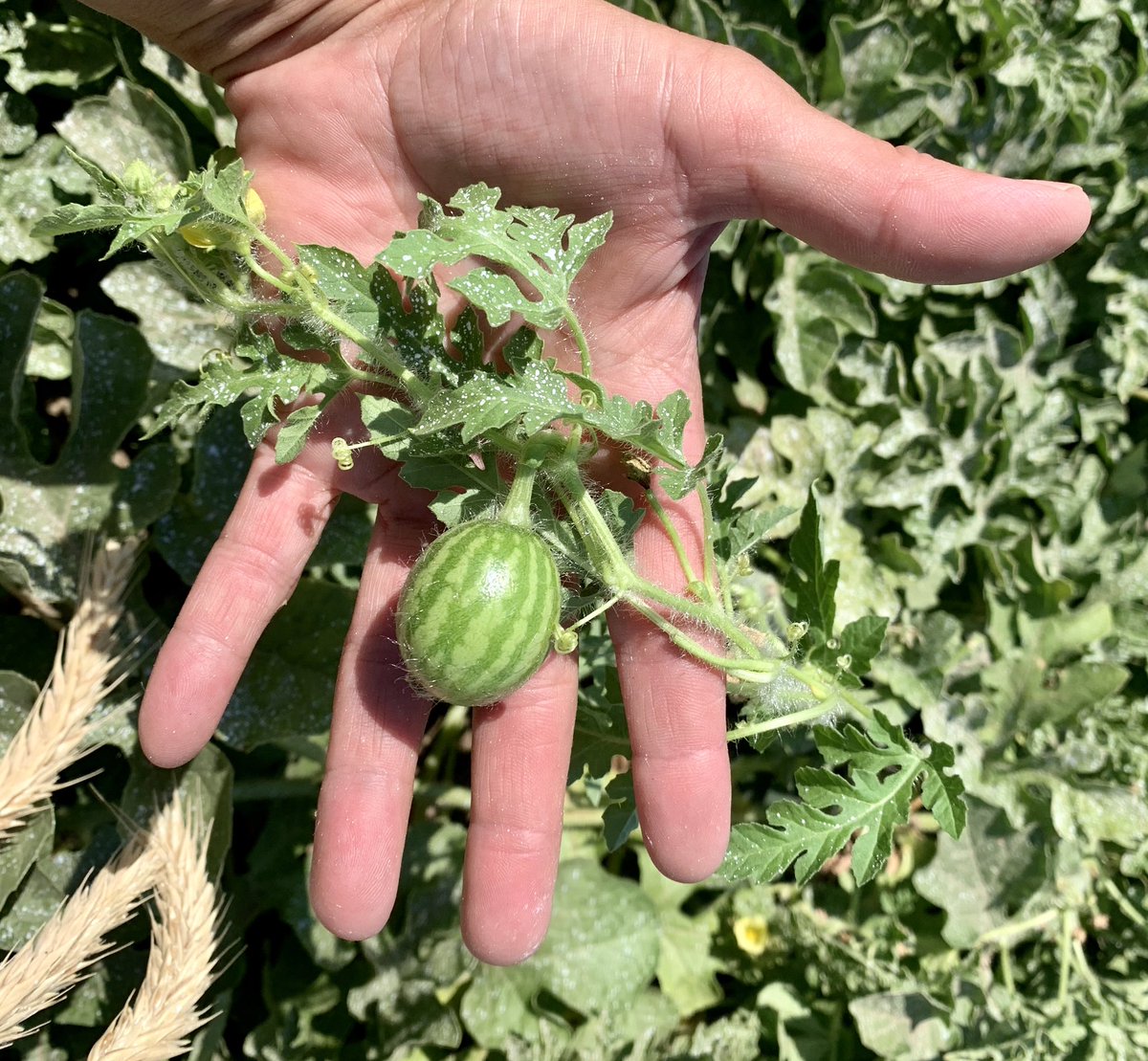 bryn_browning's tweet photo. Let’s see where they go...not just Bellinger Farms ❤️, but all Hermiston Melons!  Please retweet- let’s see where they go! https://t.co/G0wXnEqH7j