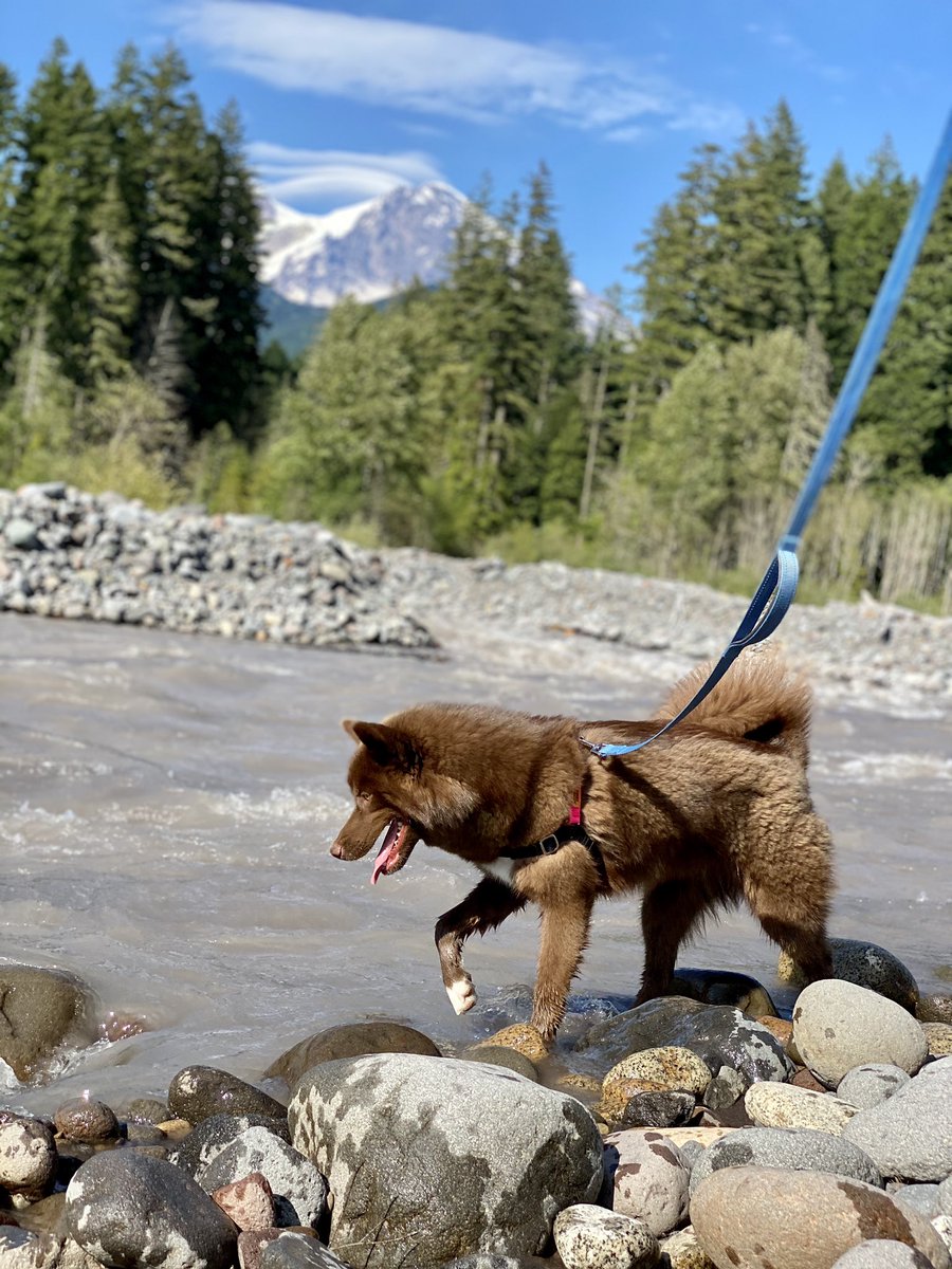 thehuletpack's tweet photo. Had a great day at the 🏔 #doglife https://t.co/9z27Dw8Coj