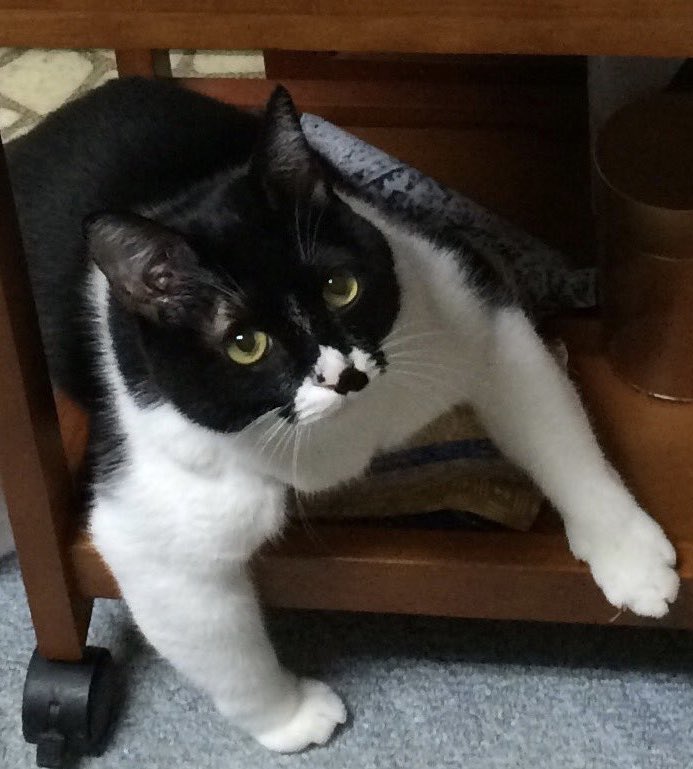 ニャン次mama 我が家のムキムキ猫 再掲