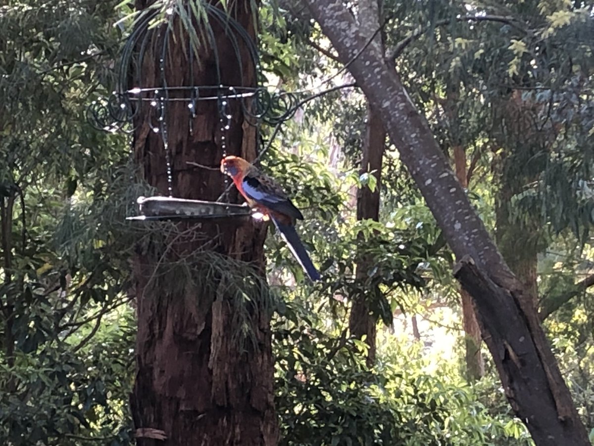 Front garden... #AdelaideHills