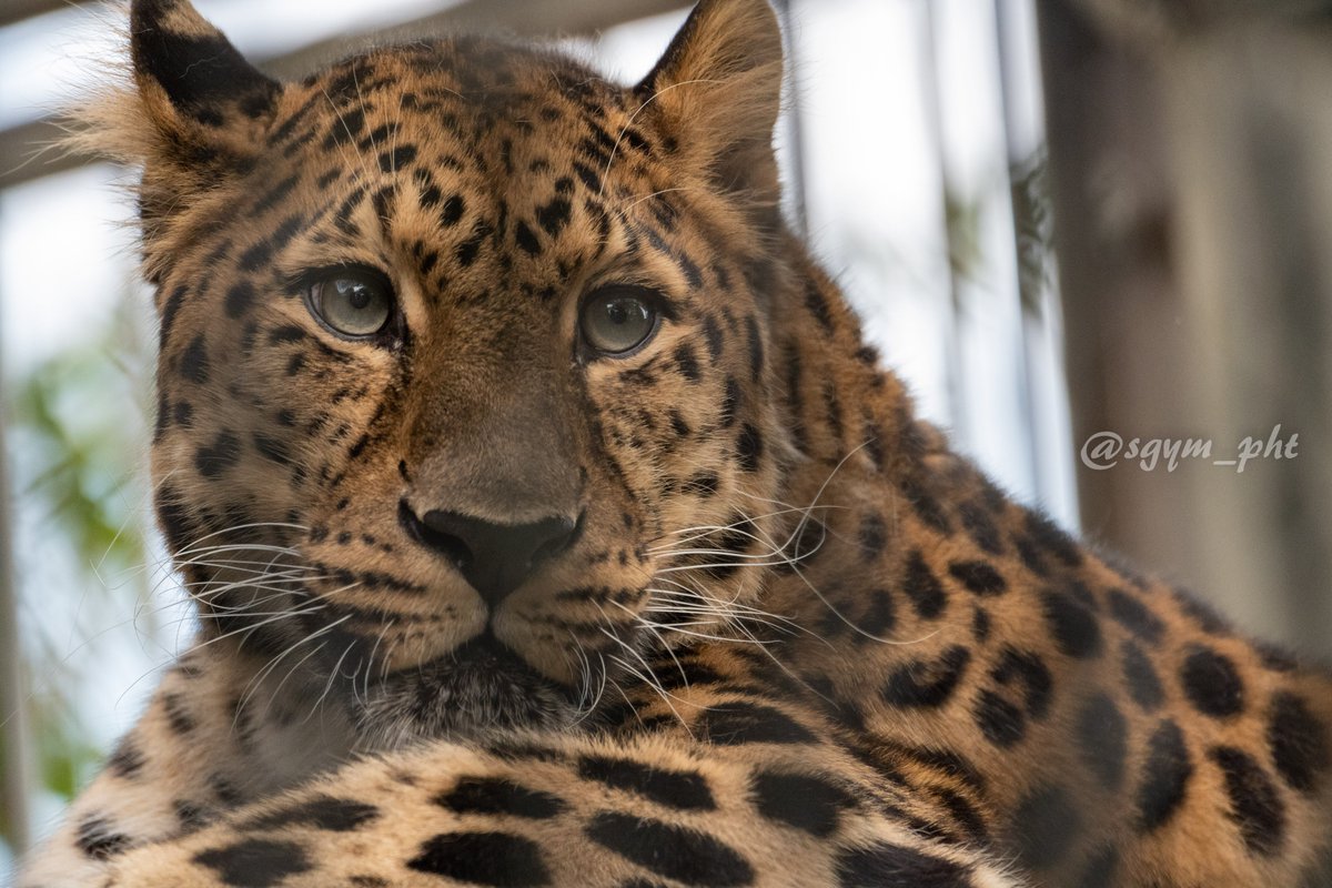 嵯峨山 間違えがちですが一枚目から順に ジャガー チーター ヒョウ アムールヒョウ です 東武動物公園 では正面から見て左からこの順番で並んでいますのでじっくり見比べてみると面白いと思います