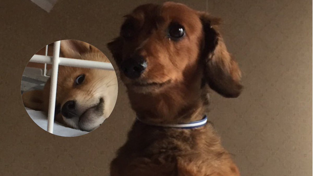 新しいコレクション さそうあきら 花村萬月 犬 犬 犬 新しいコレクション さそうあきら 花村萬月 犬 犬 犬