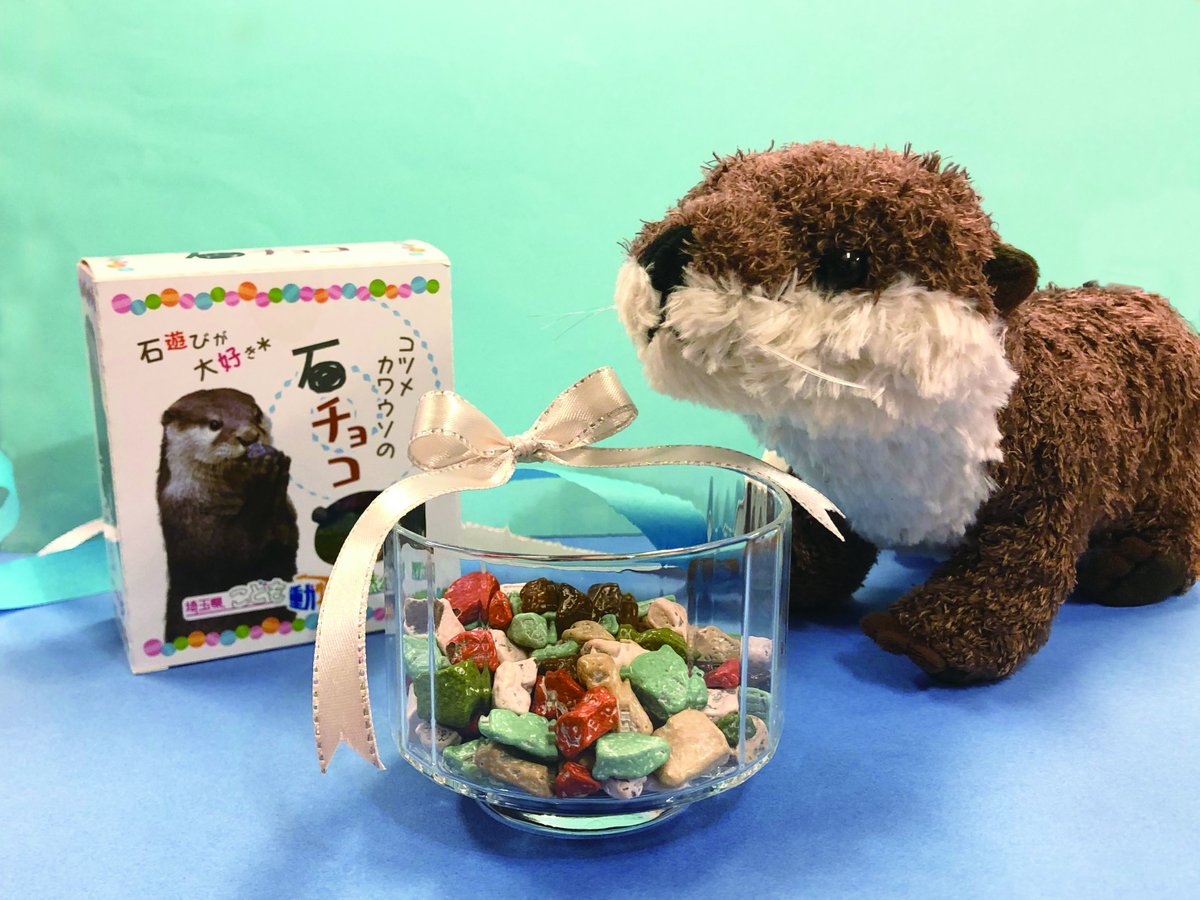 埼玉県こども動物自然公園 على تويتر こども動物自然公園 直営のキリン売店で好評販売中の コツメカワウソの石チョコ 誕生のきっかけとなった行動があります それがリンクの動画です 小石をみつけて遊ぶ様子は何とも楽しげです T Co Hgvutq3dwq