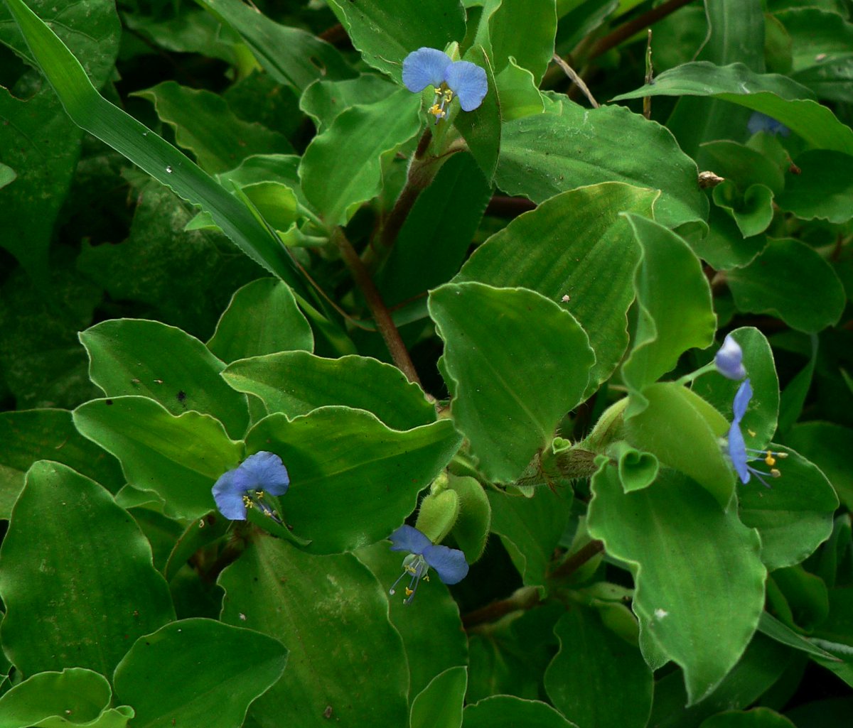 こころんグリーン 田んぼの畦に マルバツユクサの花がたくさん咲いていました 薄いブルーの花がいっぱい開いています 朝のうちは 目一杯咲いています マルバツユクサ 薄いブルー 田んぼの畦 夏の花 夏 山野草 野草 園芸 ガーデニング 熊本