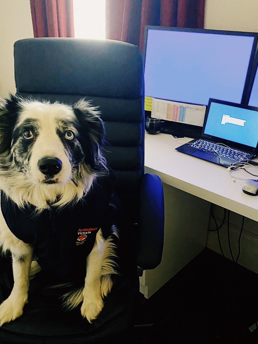 AmbulanceVic's tweet photo. When you see us in your feed it’s for one of 3 reasons - to inform, connect or to make you smile.
In the interest of the 3rd reason - we’ll be sharing the #petsofAV every now and then, like little Louie here. Take care, stay strong and remember to reach out to your loved ones ❤️ https://t.co/by1byDdNtU