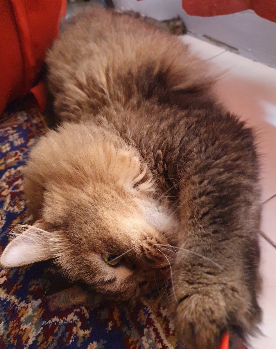 rakkithecat's tweet photo. My LAZY WEEKEND.
How's your LAZY WEEKEND?
•
•
Drop them in the comments 😻
#Cat #Cats #Caturday #CatsOfTwitter #CatLover #CatsOfInstagram https://t.co/XL9T6Pa5WX