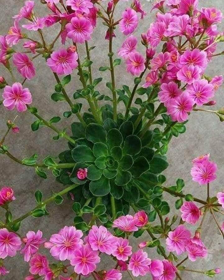 Himal Magar (@himal1977) on Twitter photo 