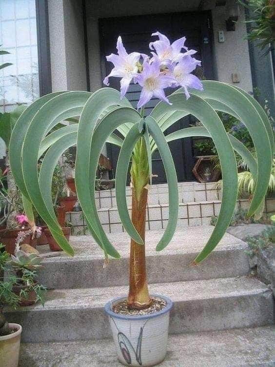 Himal Magar (@himal1977) on Twitter photo 