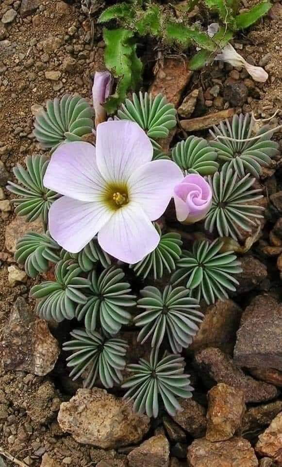 Himal Magar (@himal1977) on Twitter photo 