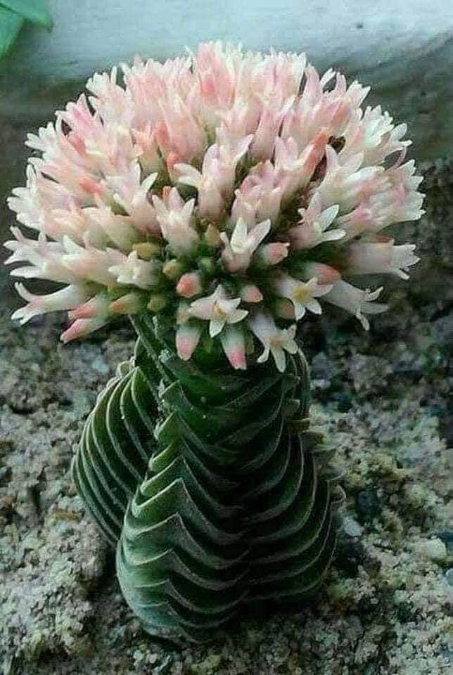 Himal Magar (@himal1977) on Twitter photo 