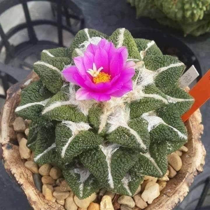 Himal Magar (@himal1977) on Twitter photo 