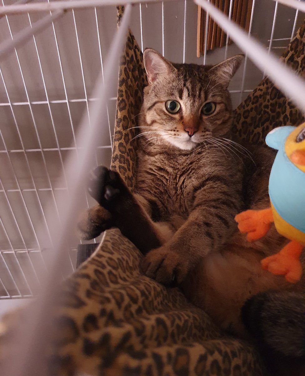 tompi_mj_cat's tweet photo. @rakkithecat My Lazy Weekend! - Tompi 😽

#CatsLife
#CuteCats https://t.co/Pe6mznGrg1