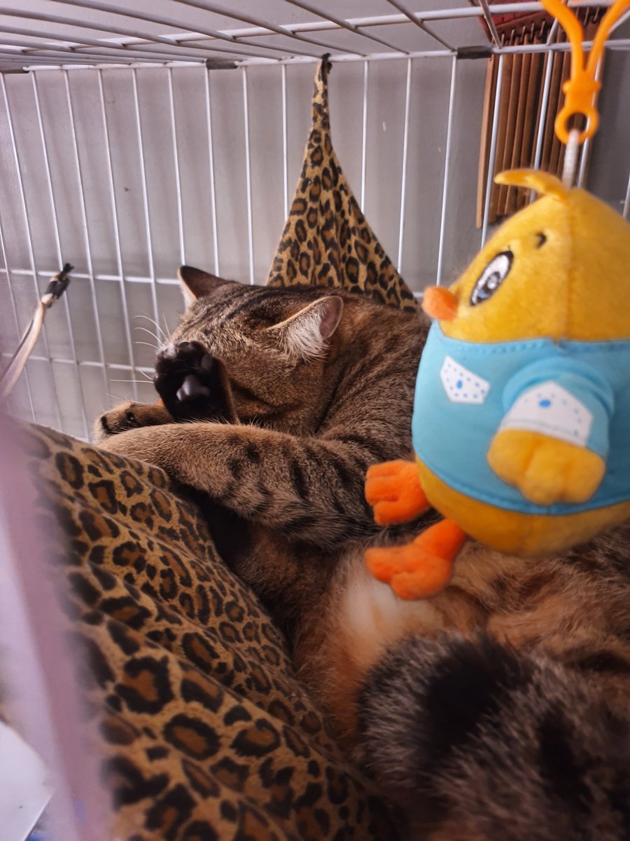 tompi_mj_cat's tweet photo. @rakkithecat My Lazy Weekend! - Tompi 😽

#CatsLife
#CuteCats https://t.co/Pe6mznGrg1