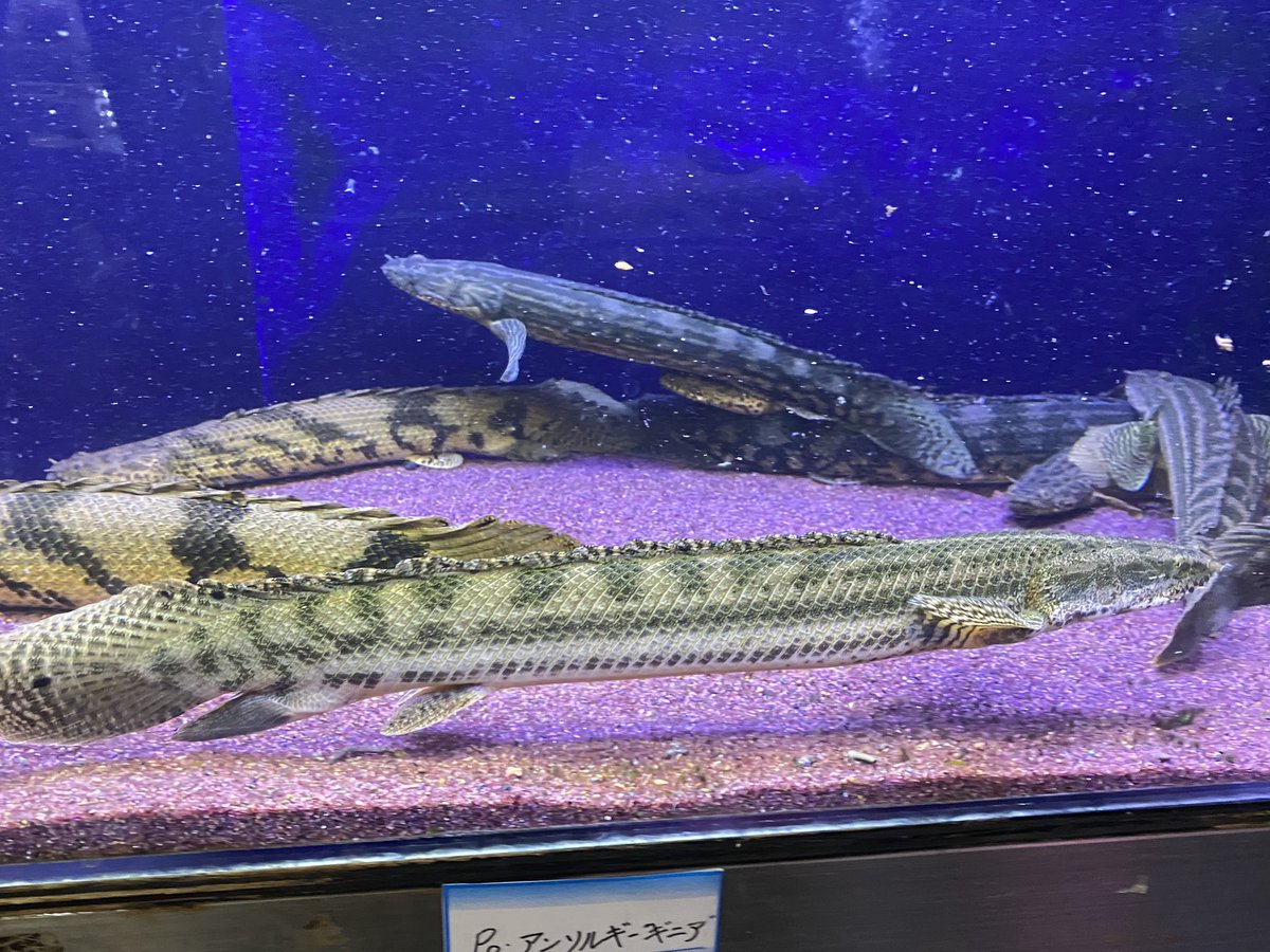 リミックスみなと熱帯魚 Twitterissa カッコいいワイルドポリプの在庫もだいぶ少なくなって来ました poビキール コリバ ラスト1匹 poビキール ロガネ産 ラスト2匹 po ラプラティ ギニア ラスト3匹 poエンドリ ギニア ラスト10匹 気になる個体ありましたらお リミックスみなと熱帯魚 Twitterissa カッコいいワイルドポリプの在庫もだいぶ少なくなって来ました poビキール コリバ ラスト1匹 poビキール ロガネ産 ラスト2匹 po ラプラティ ギニア ラスト3匹 poエンドリ ギニア ラスト10匹 気になる個体ありましたらお