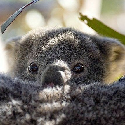 baby koalas ; an endearing thread