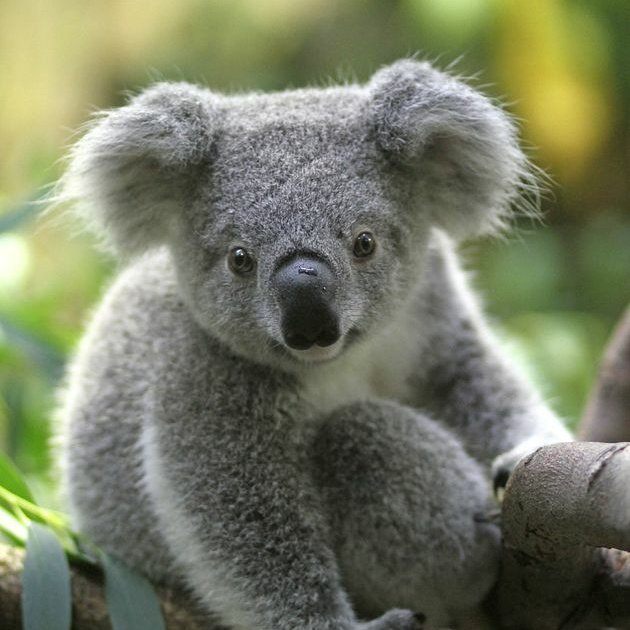 baby koalas ; an endearing thread