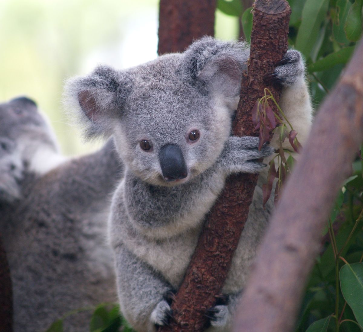 baby koalas ; an endearing thread