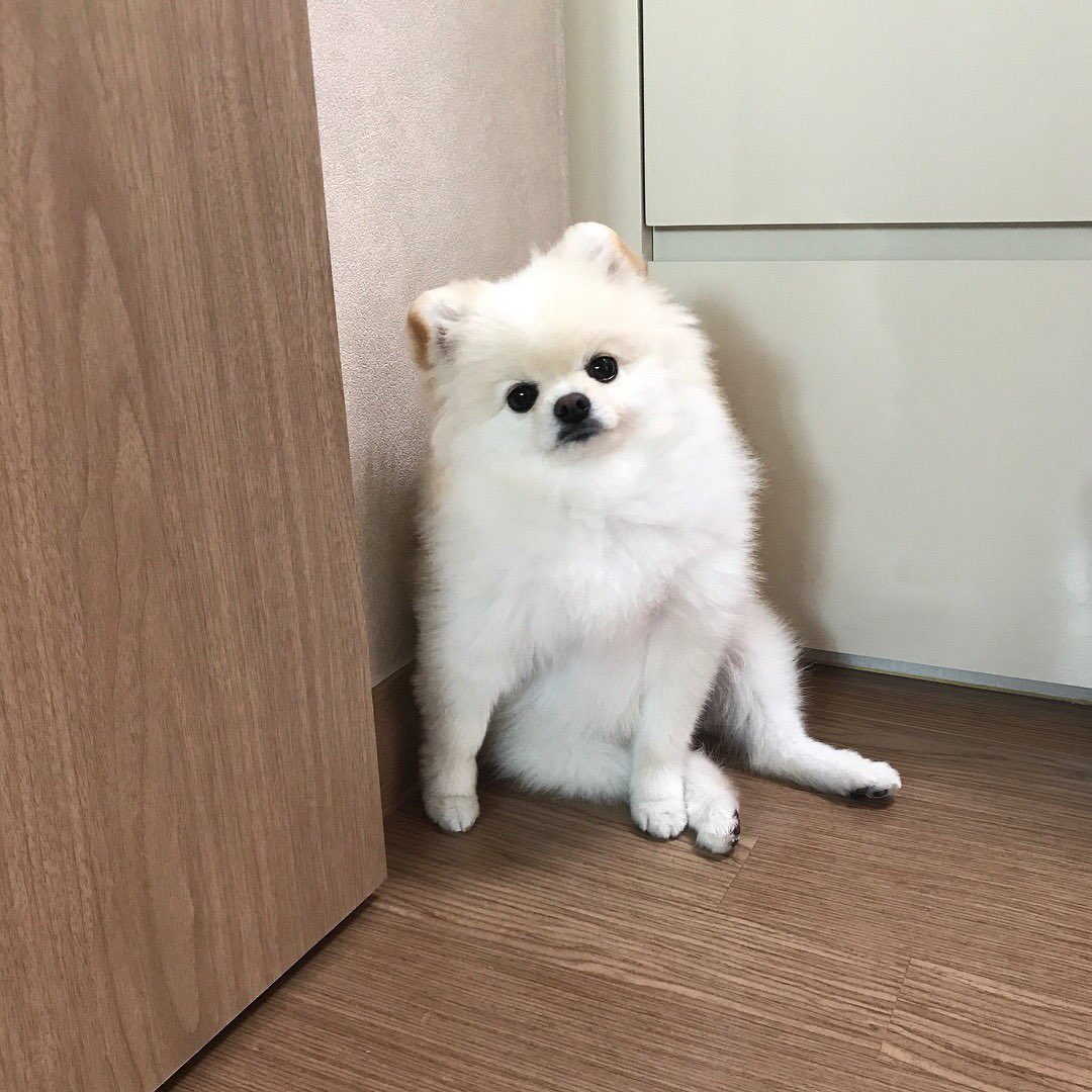 もちもち応挙 セクシー芦雪 日本画の可愛すぎる犬の見分け方 更にかわいいイッヌがあつまる 2ページ目 Togetter