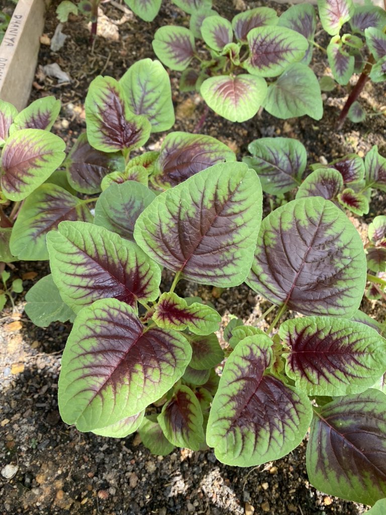 AzalinaOthmanS's tweet photo. #RMCO #KitaJagaKita #Garden2Table https://t.co/KwCi9B8RQb