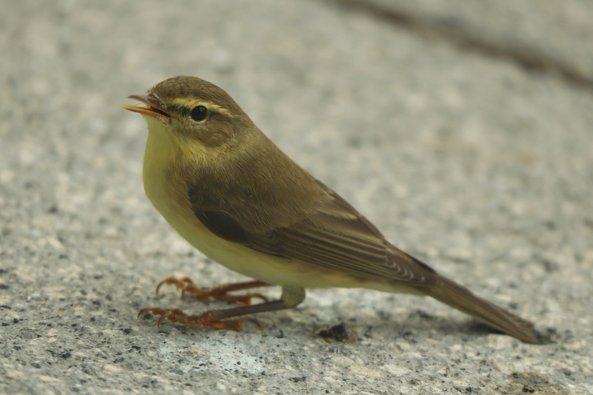 snug within tweet media