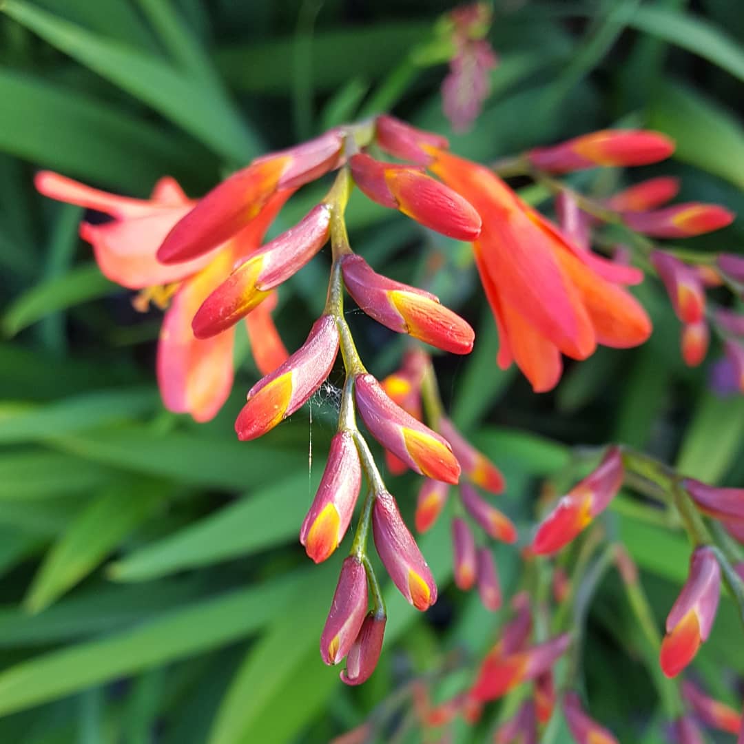 PlantPref's tweet photo. Crocosmia x crocosmiiflora 'Carmin Brilliant'
#crocosmia #crocosmiacarminbrilliant #redflowers #summerbulbs #hotborder #africanbulbs #mailorderplants https://t.co/4U4d0XRrK8