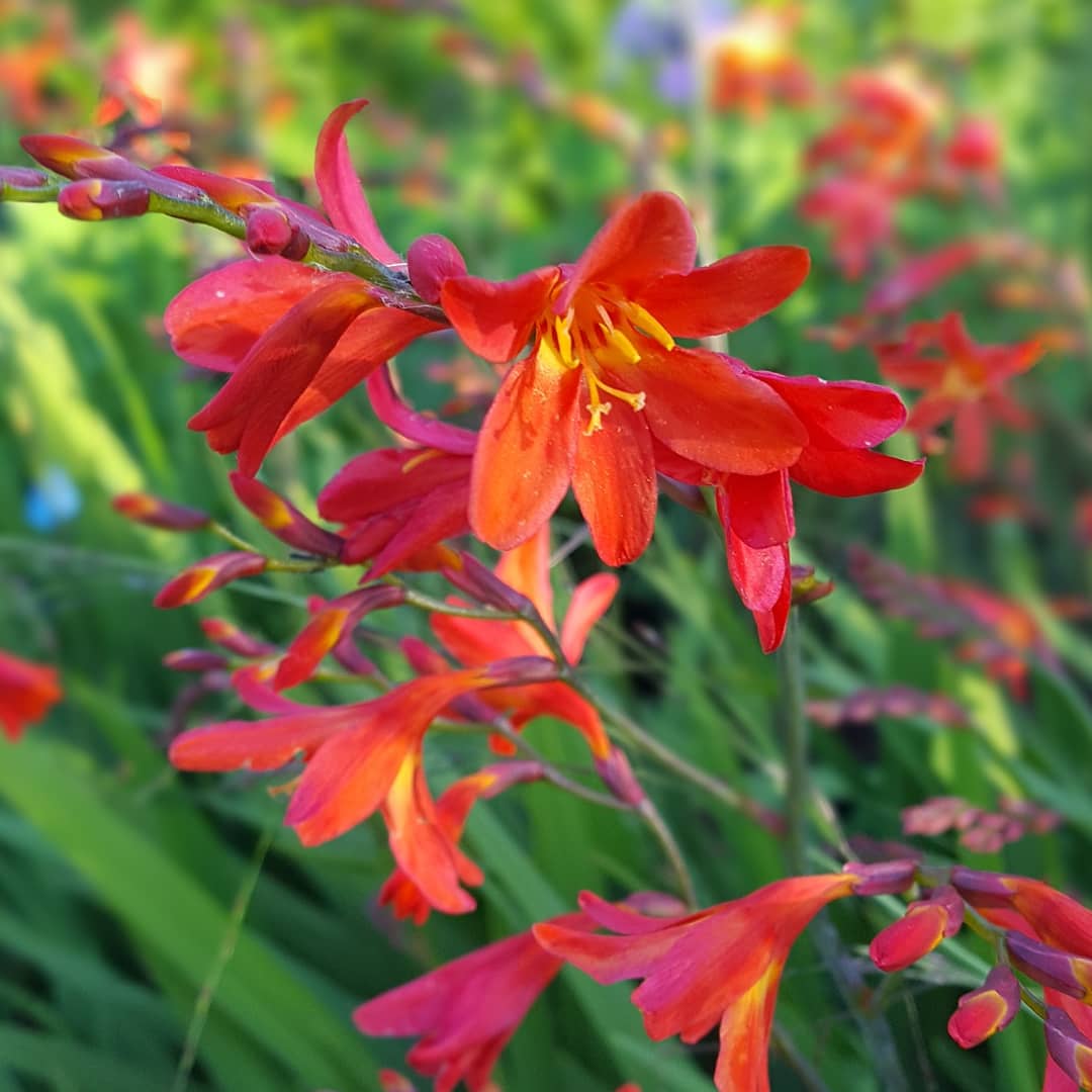 PlantPref's tweet photo. Crocosmia x crocosmiiflora 'Carmin Brilliant'
#crocosmia #crocosmiacarminbrilliant #redflowers #summerbulbs #hotborder #africanbulbs #mailorderplants https://t.co/4U4d0XRrK8