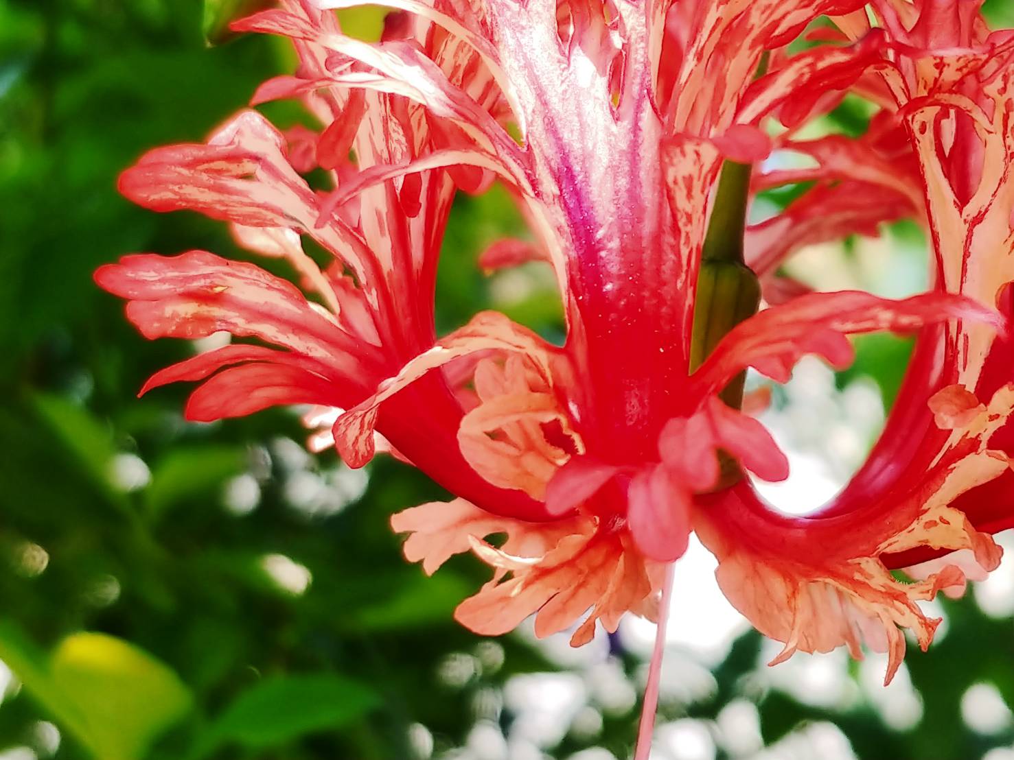 Coralhibiscus Twitter Search Twitter