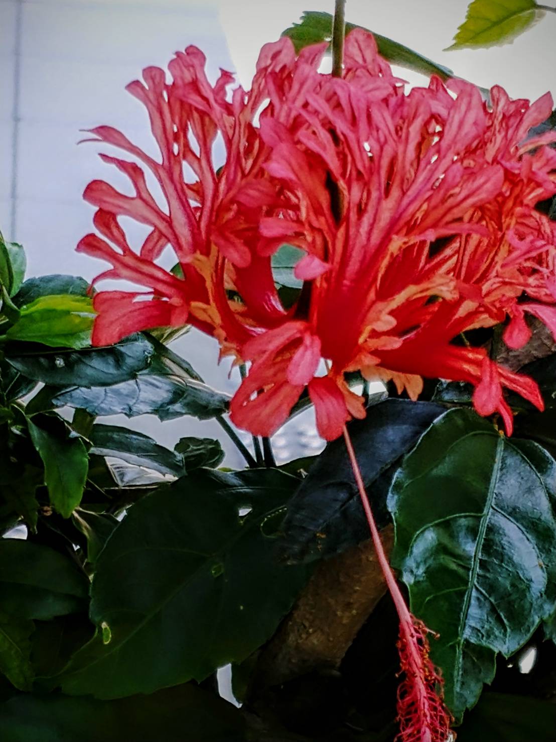 Coralhibiscus Twitter Search Twitter