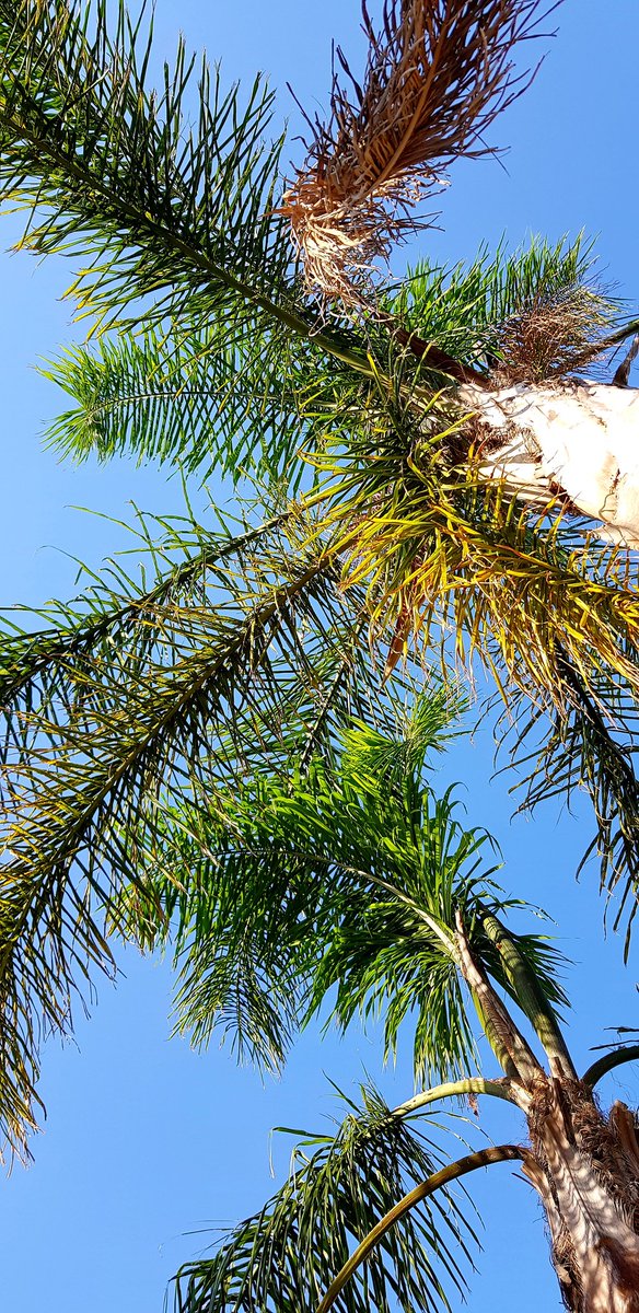 MarCalloch's tweet image. Bon dimanche à tous. Restez à l'ombre. Notre bel astre lumineux est en effervescence ☀️