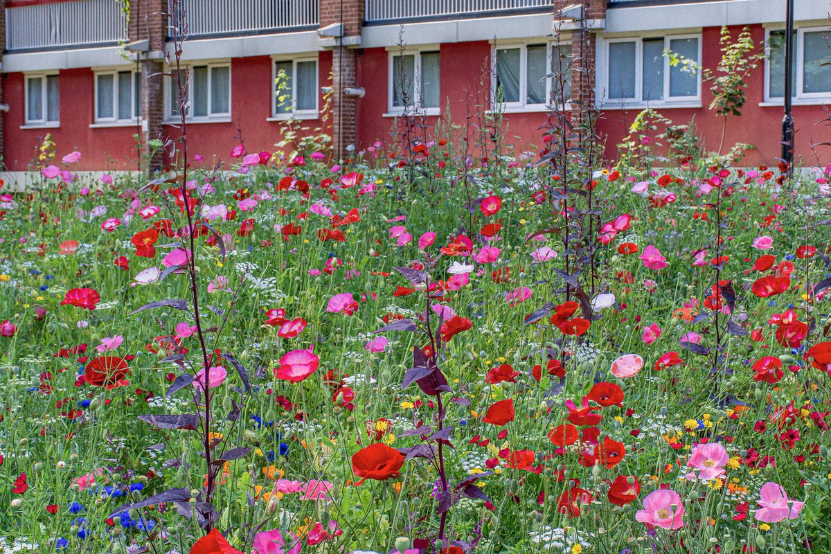 Pictorial Meadow, Landsdowne Estate, Sheffield, August 1st 2020, with hybrid poppies, Ammi majus &amp; emergent Red Orache. Social housing, with large expanses of mown grass, right up to the buildings. This conversion was done with support from the Tenants and Residents Association.