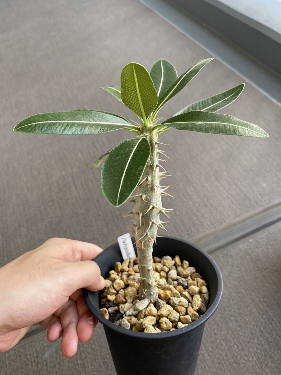 Ackee パキポディウム先輩方 私も同じパターン 輸入種子のグラキリス実生 なのですがこちらもずっとグラキリスを疑っておりました そして 去年の冬温室でガッツリ徒長させてしまったのですがここからどうしたらいいのでしょうか 御教授願います Ackee パキポディウム先輩方 私も同じパターン 輸入種子のグラキリス実生 なのですがこちらもずっとグラキリスを疑っておりました そして 去年の冬温室でガッツリ徒長させてしまったのですがここからどうしたらいいのでしょうか 御教授願います