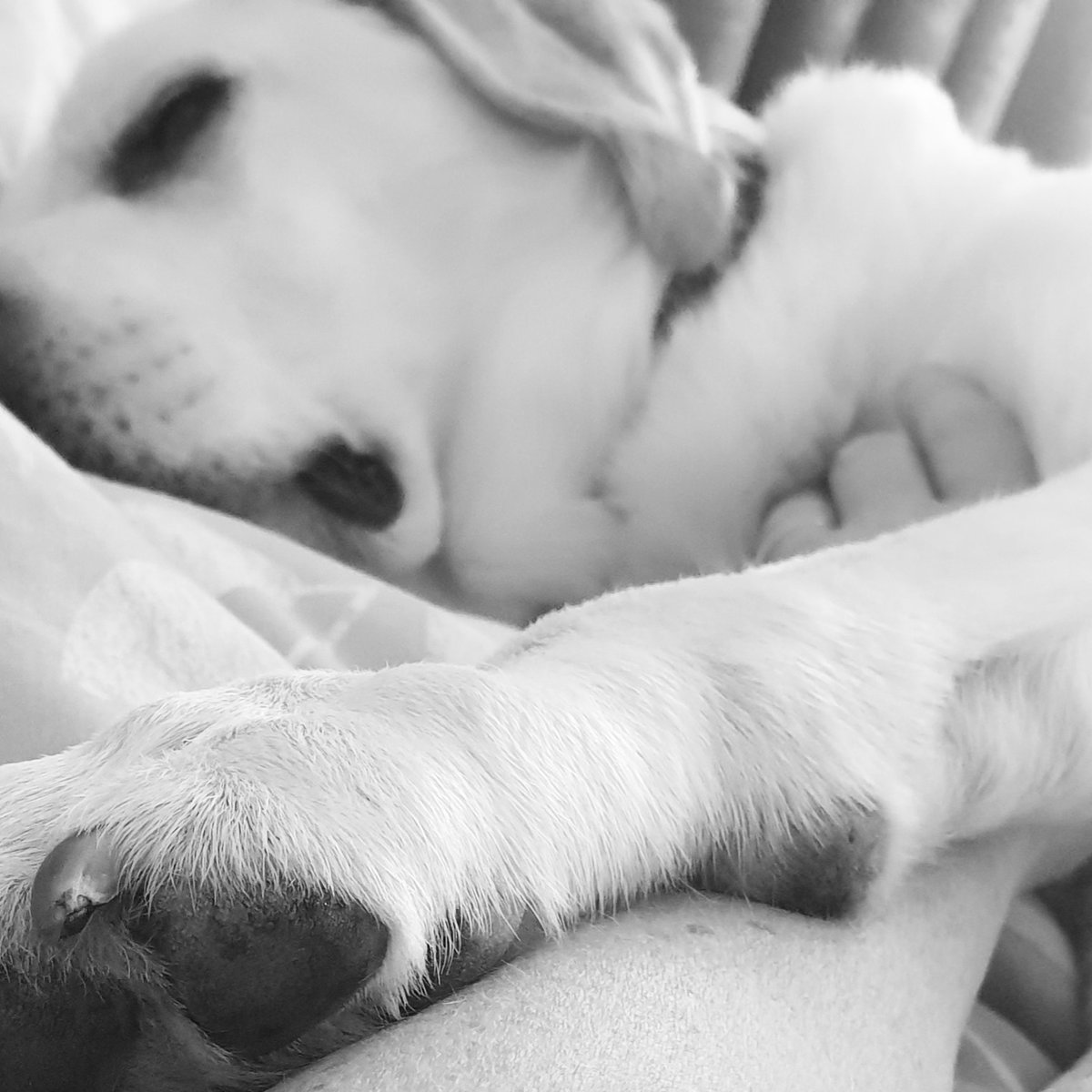 Derma_MaK's tweet photo. The best Sunday cuddles 💙💙💙
#labradorretriever #lovewithoutlimits #SundayMorning https://t.co/cPDBZNHeAe