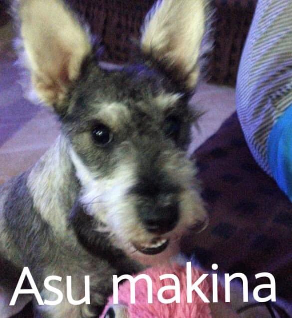 Nadjaacas's tweet photo. @kaarrlaivonne https://t.co/Ni45OfMKZq
