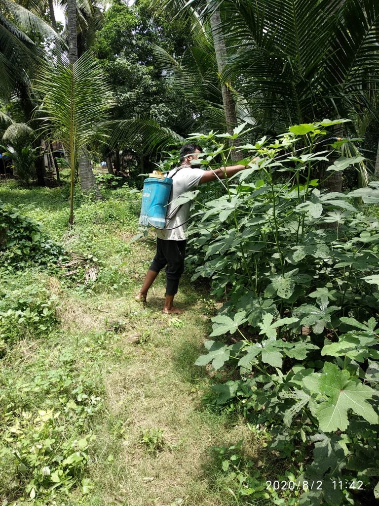 subbupinisetti's tweet photo. #farming #WFH #vigitables https://t.co/iIMtK7UvtR