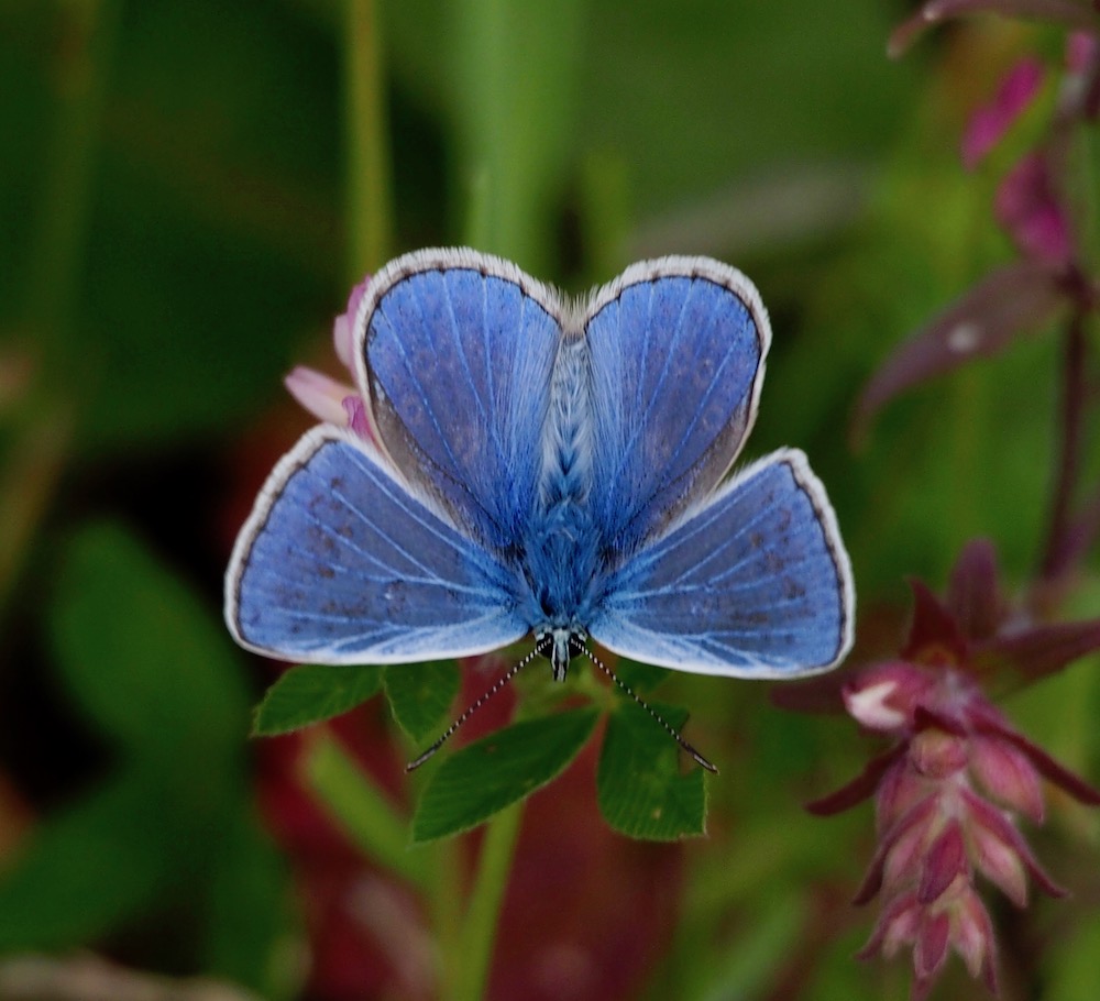 The Common Blue.  This beautiful butterfly has been seen in great numbers on Bepton Down.  It has benefited from the excellent cut and collect management at the end of 2019.